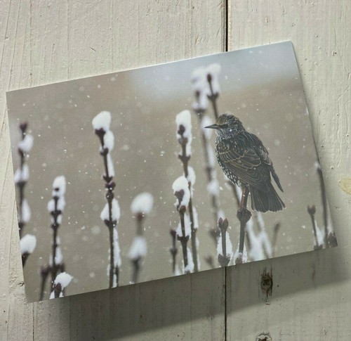 Christmas card starling - starling, in