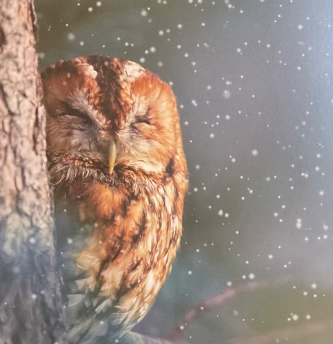 Wake snow tawny owl - to,