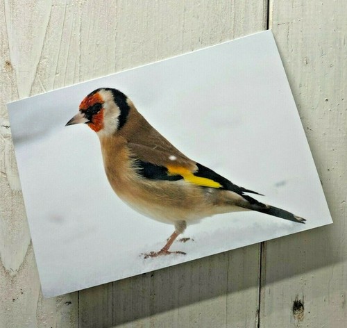 Christmas card goldfinch - christmas, in